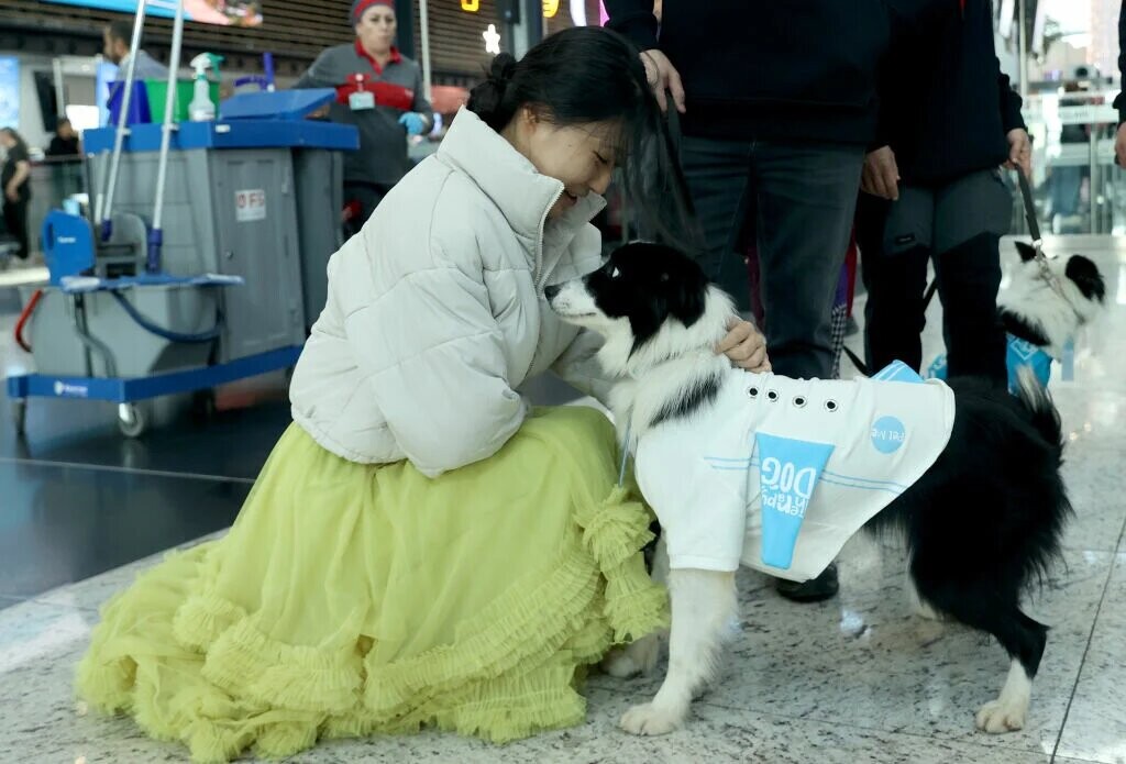 5 σκύλους θεραπείας για επιβάτες με προβλήματα άγχους απέκτησε το αεροδρόμιο Κωνσταντινούπολης 