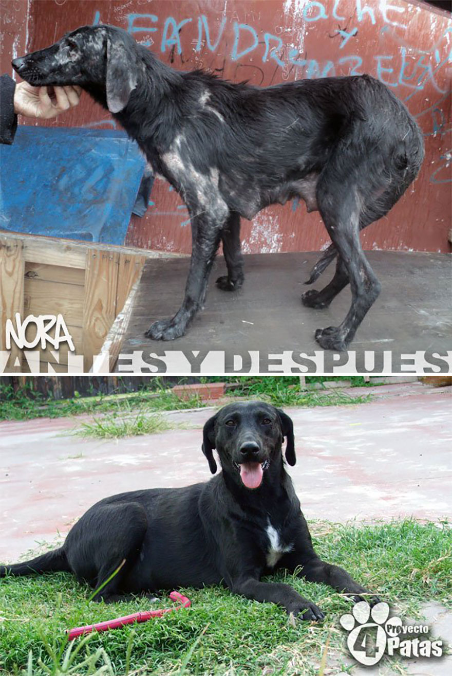 This-Argentine-NGO-is-giving-abandoned-animals-a-second-life-46-pics-5f5b39c56003a__880.jpg