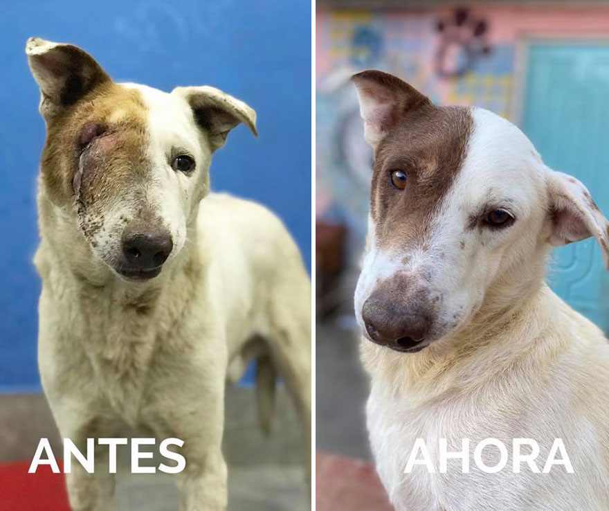 This-Argentine-NGO-is-giving-abandoned-animals-a-second-life-46-pics-5f5b39c967fd5__880.jpg