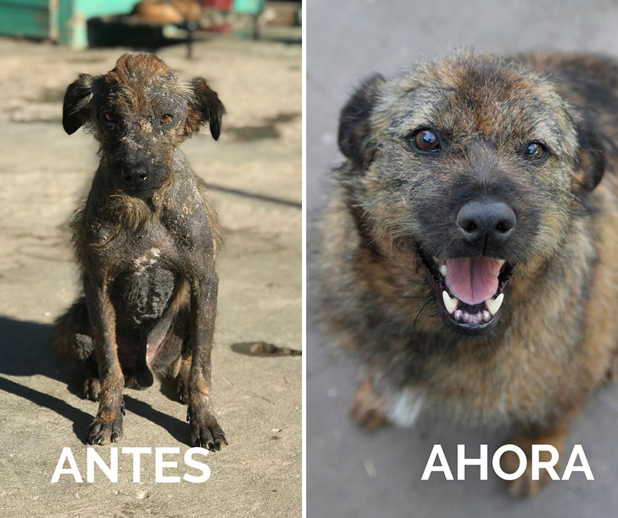 This-Argentine-NGO-is-giving-abandoned-animals-a-second-life-46-pics-5f5b39d52f6f2__880.jpg