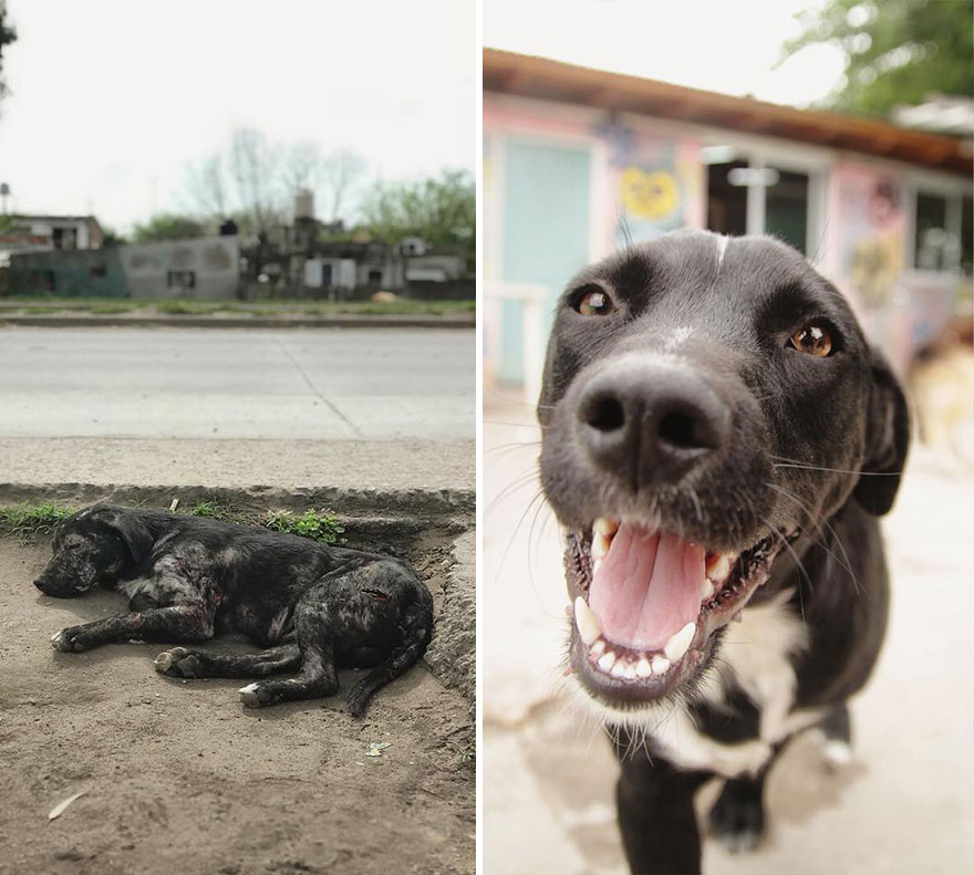 This-Argentine-NGO-is-giving-abandoned-animals-a-second-life-46-pics-5f5b39e8b2966__880.jpg