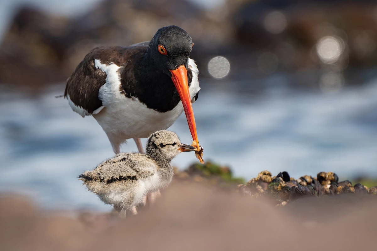 Audubon Photography Awards 2025: Οι καλύτερες φωτογραφίες με πουλιά