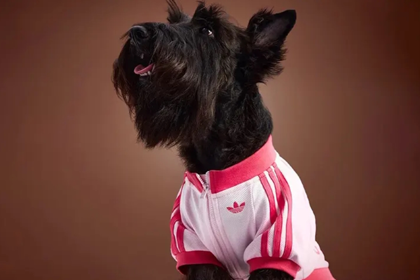 ADIDAS FALL 2025