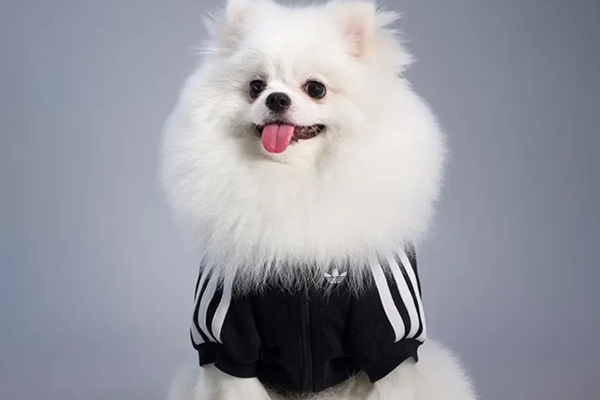 ADIDAS FALL 2025