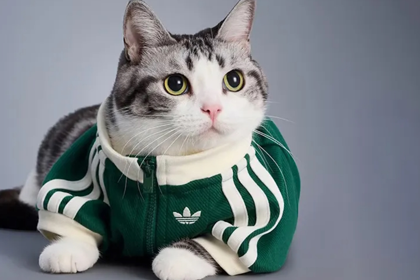 ADIDAS FALL 2025
