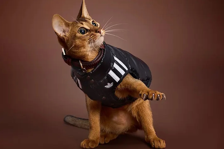 ADIDAS FALL 2025