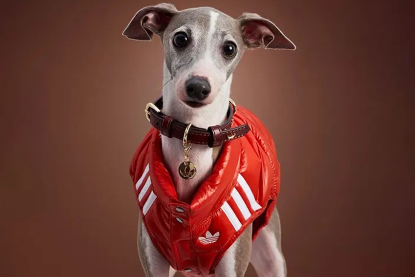 ADIDAS FALL 2025