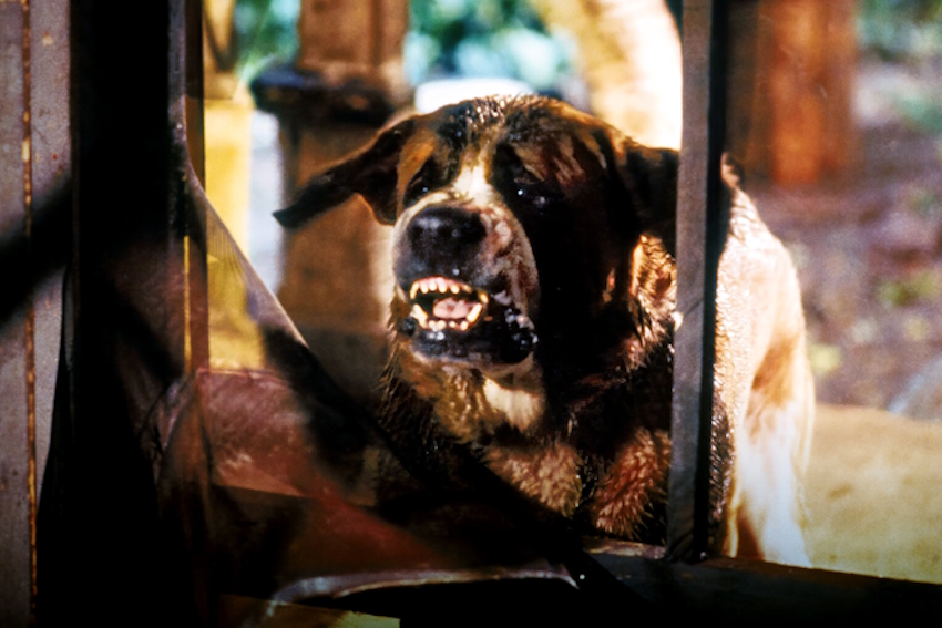 CUJO