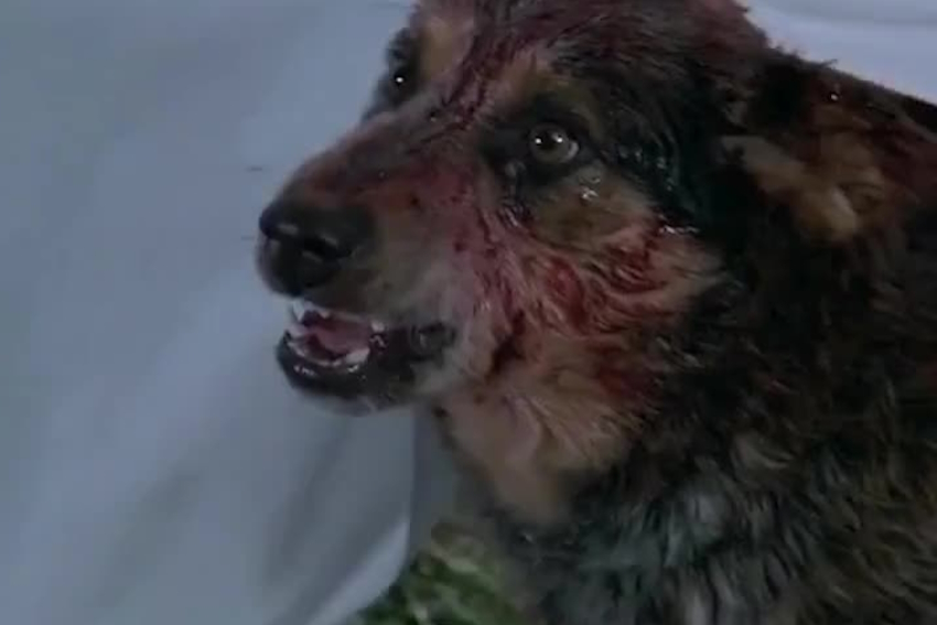 PET SEMATARY