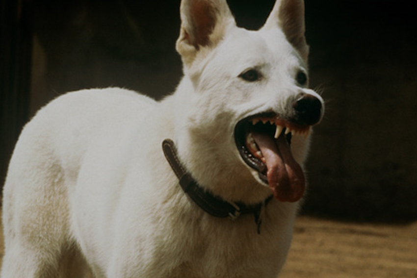 WHITE DOG