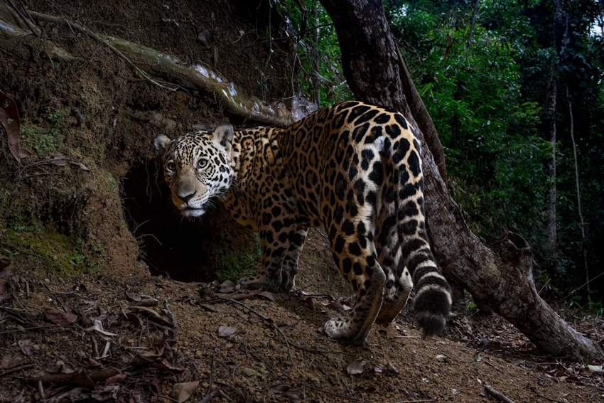 NAT GEO