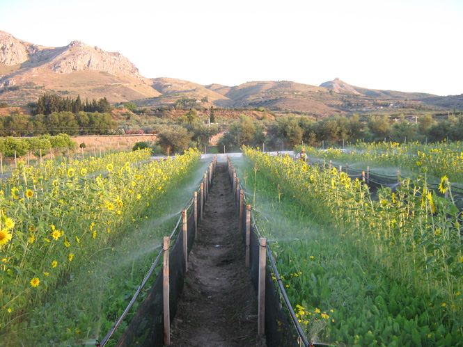 SNAIL FARM ANCIENT CORINTH.jpg